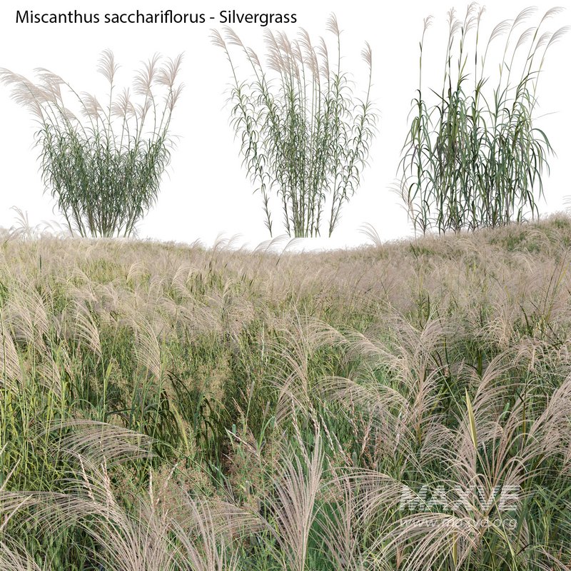 Miscanthus sacchariflorus – Silvergrass 01 - Image 1