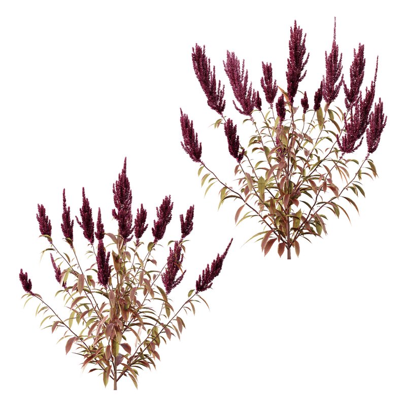 Set of Plant Princes Feather04 Amaranthus hypochondriacus - Image 1