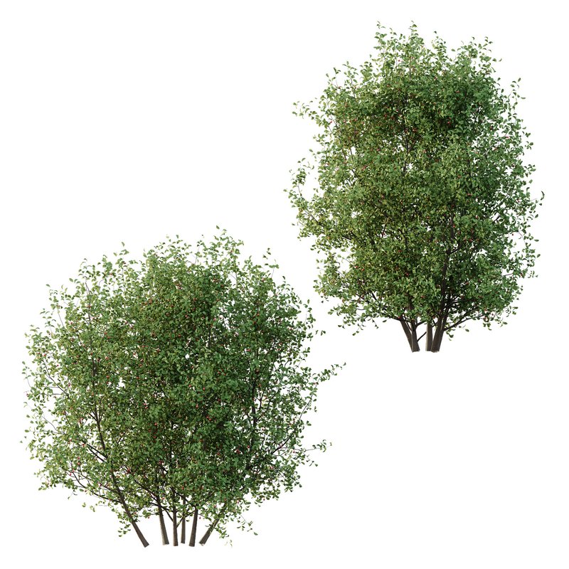 Ilex Mucronata Plant Mountain holly 06 (2 Bush) - Image 1