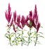 Set of Plant Princes Feather02 -Amaranthus hypochondriacus - Thumbnail 1