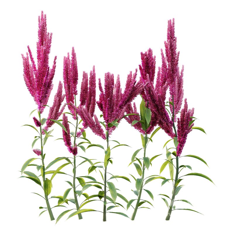 Set of Plant Princes Feather02 -Amaranthus hypochondriacus - Image 1