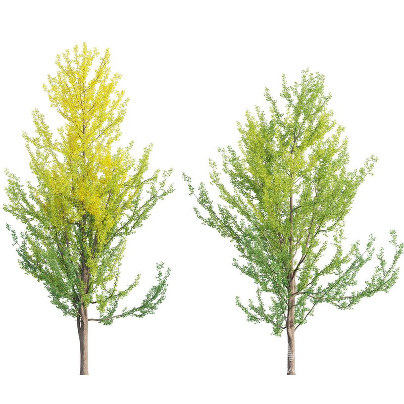 Ginkgo Biloba – Maidenhair Tree 01 - Image 1