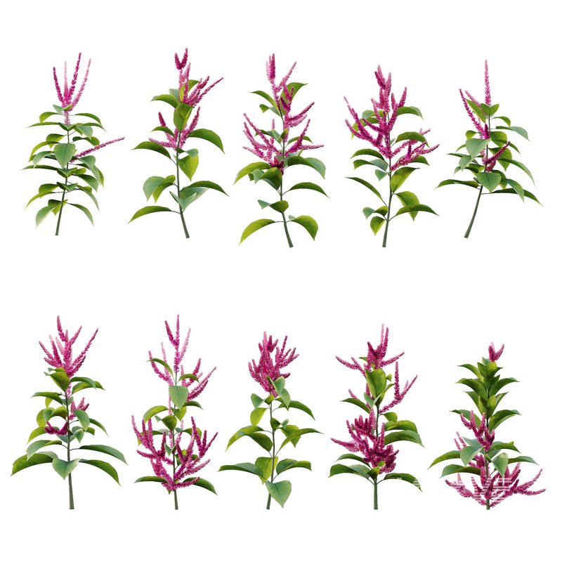 Set of Plant Princes Feather01 -Amaranthus hypochondriacus - Image 3