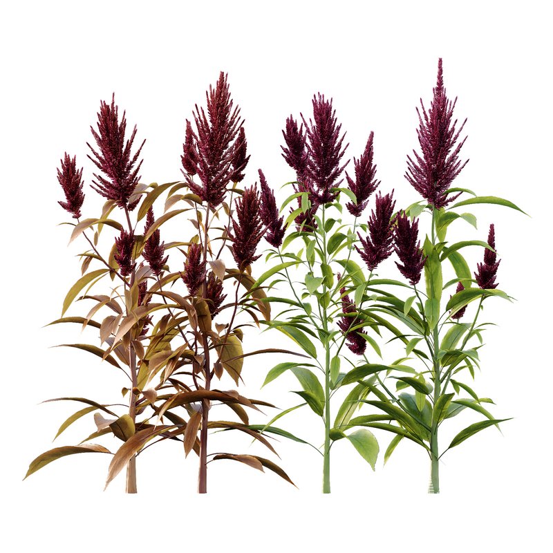 Set of Plant Princes Feather07 -Amaranthus hypochondriacus - Image 1