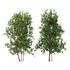 Ilex Mucronata Plant Mountain holly 05 -2 trees - Thumbnail 1
