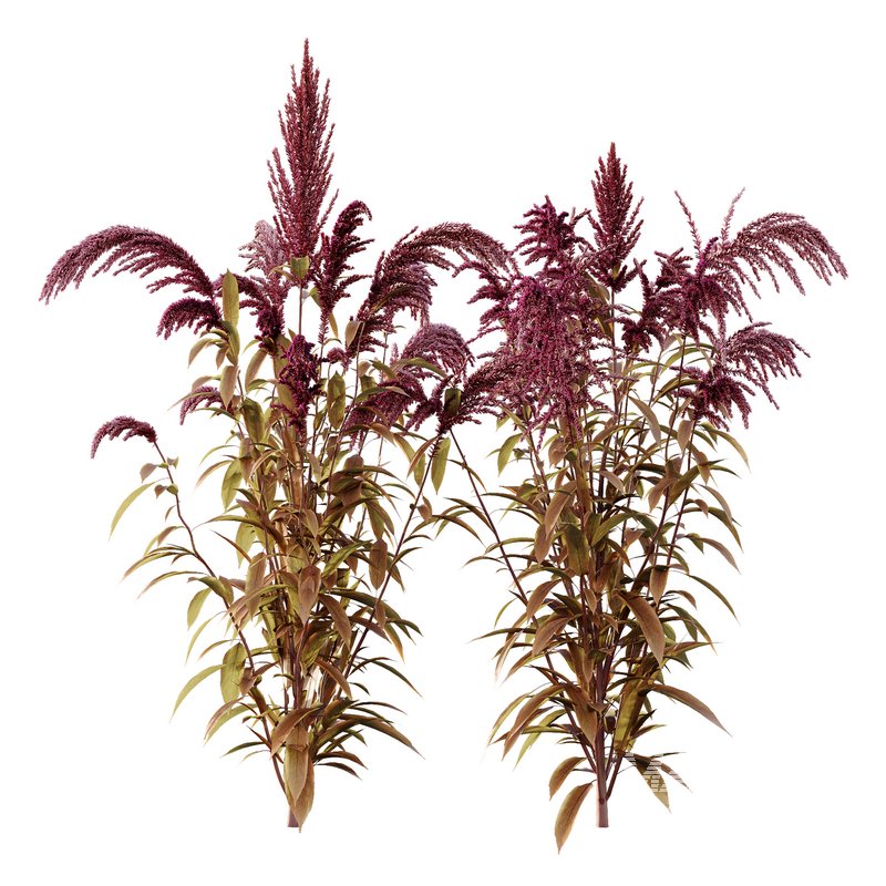 Set of Plant Princes Feather03 -Amaranthus hypochondriacus - Image 1