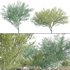 Parkinsonia Florida – Blue Palo Verde - Thumbnail 1