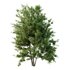 Ilex Mucronata Plant Mountain holly 04 -3 trees - Thumbnail 1