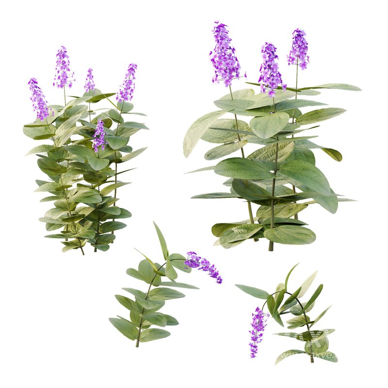 Tibouchina Semidecandra Grass 01 - Image 2