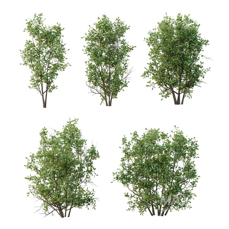 Ilex Mucronata Plant Mountain holly 07 (5 Bush) - Image 2