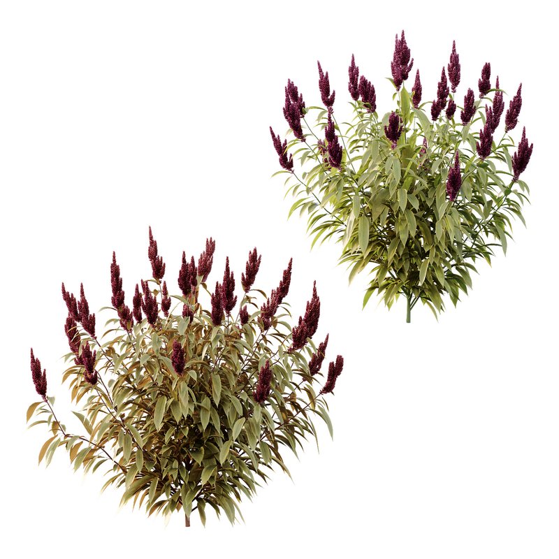 Set of Plant Princes Feather06 -Amaranthus hypochondriacus - Image 1