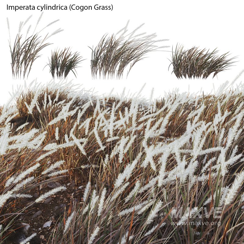 Imperata cylindrica – Cogon Grass 04 - Image 2