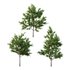 Ilex Mucronata Plant Mountain holly 03 -3 trees - Thumbnail 1