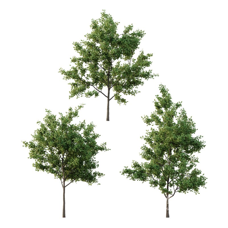 Ilex Mucronata Plant Mountain holly 03 -3 trees - Image 1