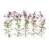 Set of Plant Princes Feather09 -Amaranthus hypochondriacus - Thumbnail 1