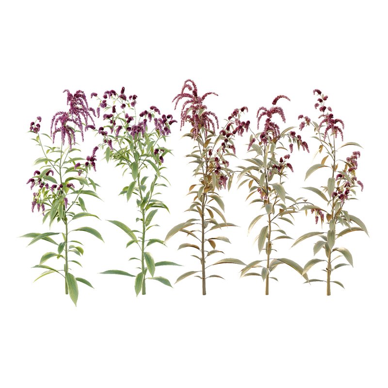 Set of Plant Princes Feather09 -Amaranthus hypochondriacus - Image 1