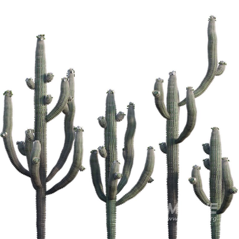 Carnegiea Gigantea – Saguaro 02 - Image 1