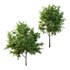 Ilex Mucronata Plant Mountain holly 01 -2 trees - Thumbnail 1