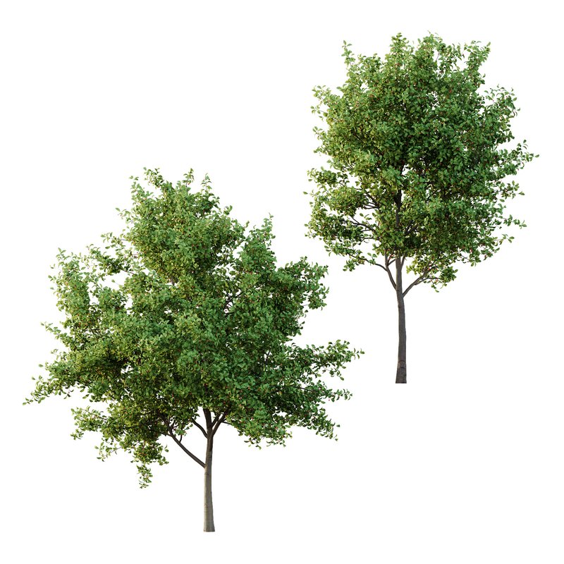 Ilex Mucronata Plant Mountain holly 01 -2 trees - Image 1