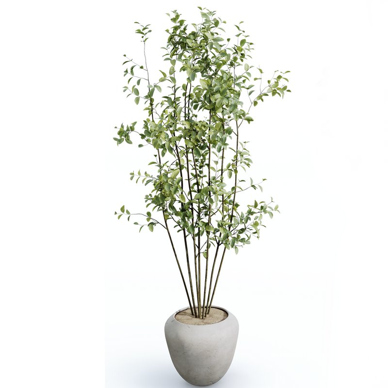 AV Indoor plants set 170 Beech Olea Europaea Olive Eucalyptu Joyplants and Arbequina Wilsonii Chemlali Olive - Image 1