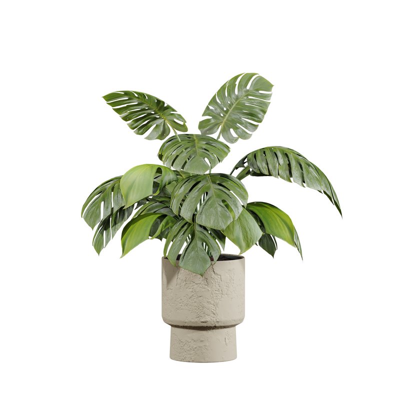 plants set - Image 2