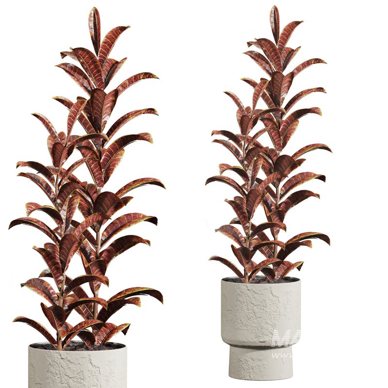 plants set - Image 1