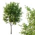 Ilex Mucronata Plant Mountain holly 01 -2 trees - Thumbnail 2