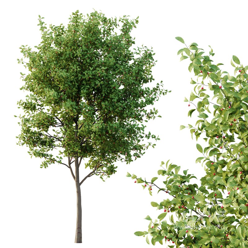 Ilex Mucronata Plant Mountain holly 01 -2 trees - Image 2