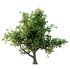 Ilex Mucronata Plant Mountain holly 08 (5 bushes) - Thumbnail 1