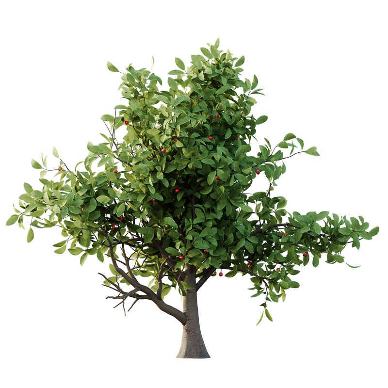 Ilex Mucronata Plant Mountain holly 08 (5 bushes) - Image 1