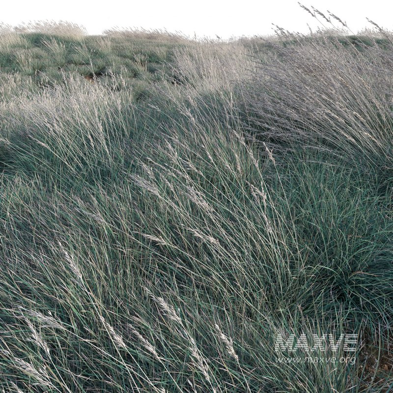 Helictotrichon sempervirens – Blue Oat Grass 03 - Image 2