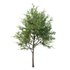 Ilex Mucronata Plant Mountain holly 02 -2 trees - Thumbnail 2