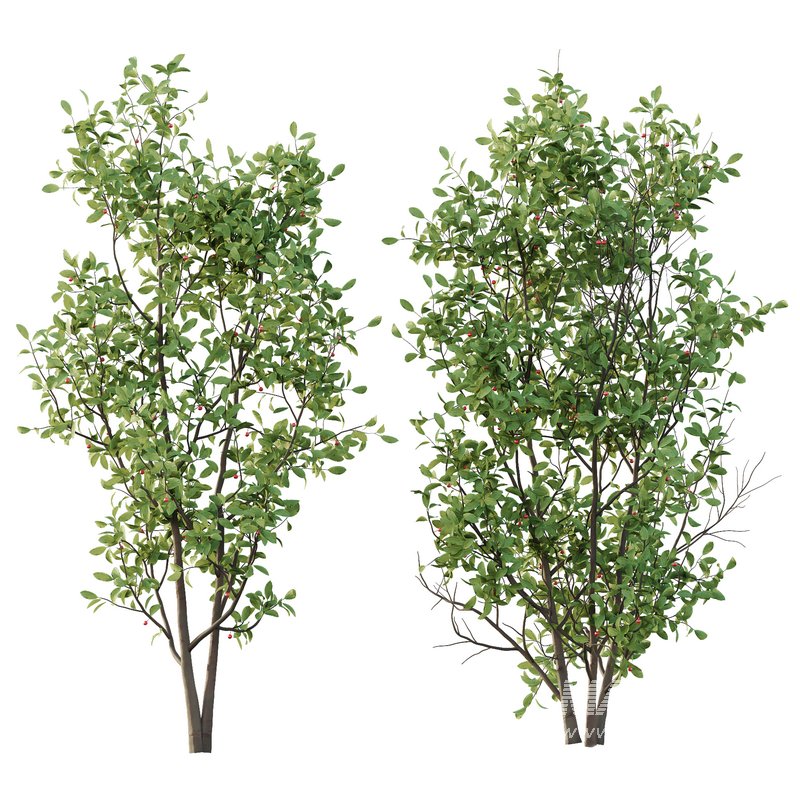 Ilex Mucronata Plant Mountain holly 07 (5 Bush) - Image 3