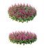 Set of Plant Princes Feather01 -Amaranthus hypochondriacus - Thumbnail 1