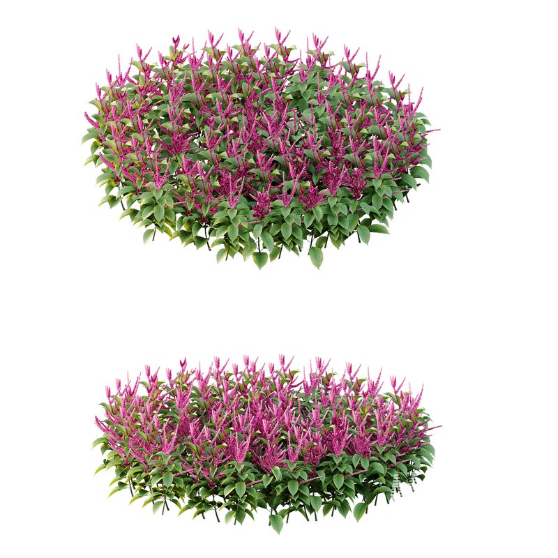 Set of Plant Princes Feather01 -Amaranthus hypochondriacus - Image 1