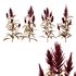 Set of Plant Princes Feather07 -Amaranthus hypochondriacus - Thumbnail 5