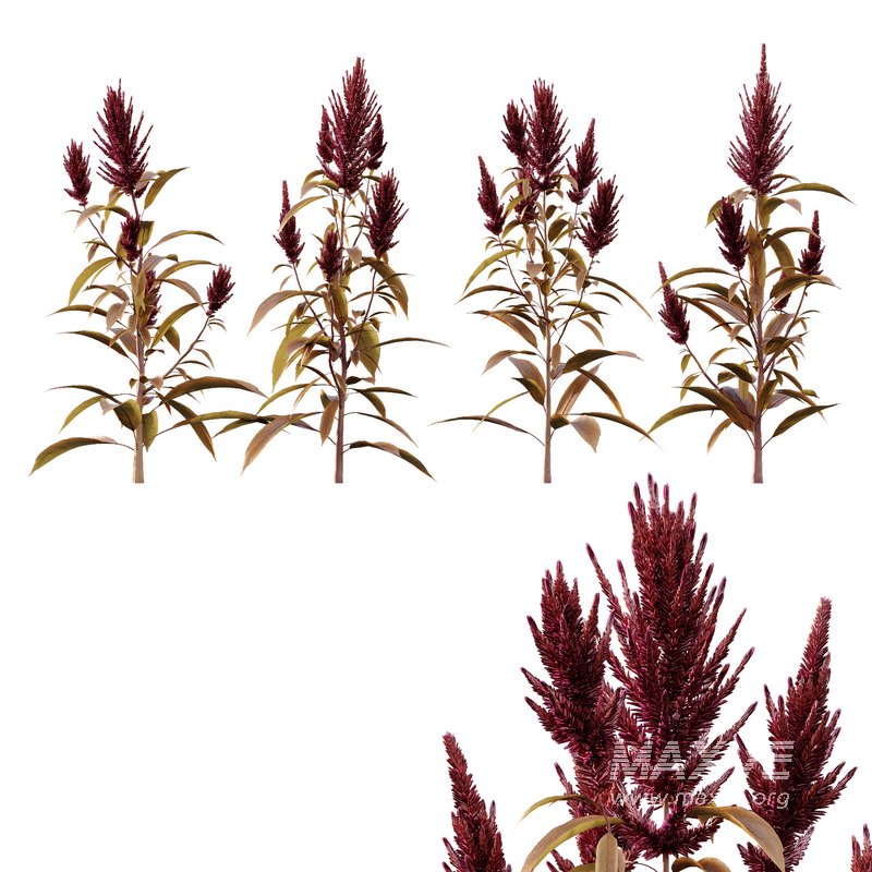 Set of Plant Princes Feather07 -Amaranthus hypochondriacus - Image 5