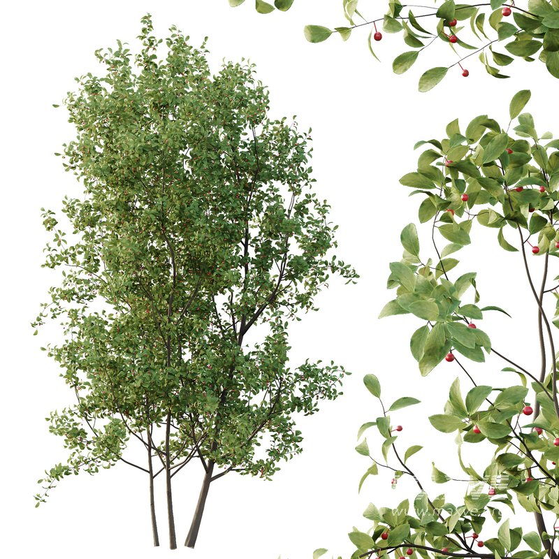 Ilex Mucronata Plant Mountain holly 05 -2 trees - Image 2