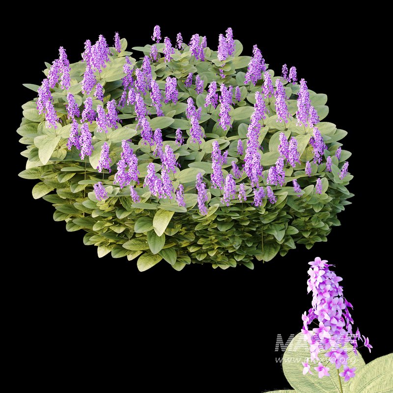 Tibouchina Semidecandra Grass 01 - Image 1