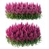 Set of Plant Princes Feather02 -Amaranthus hypochondriacus - Thumbnail 2