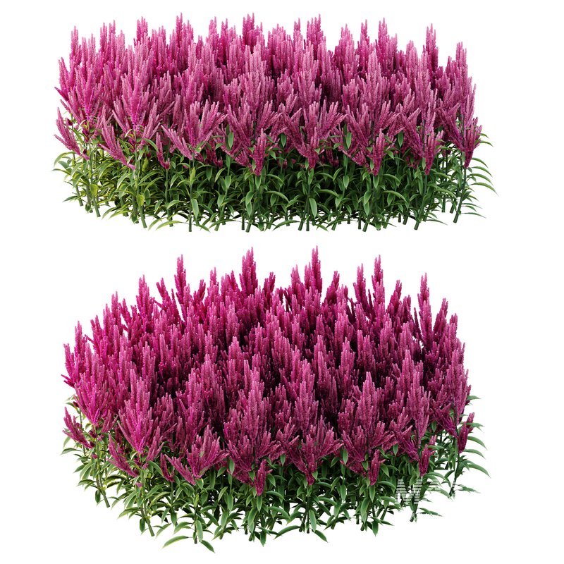 Set of Plant Princes Feather02 -Amaranthus hypochondriacus - Image 2