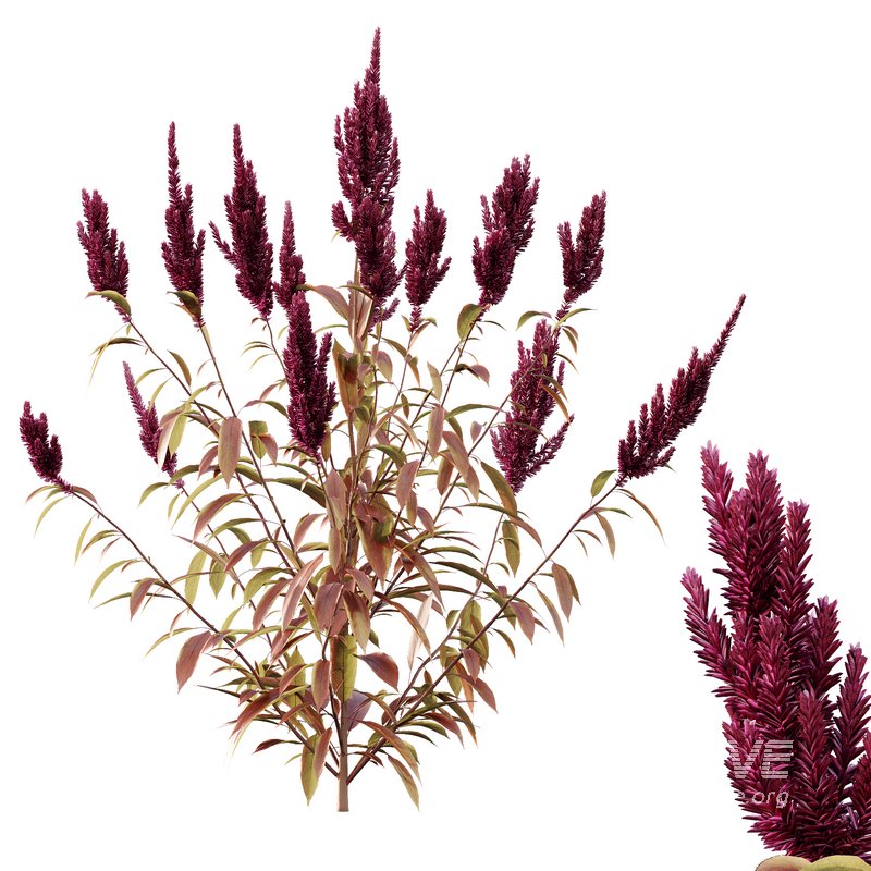 Set of Plant Princes Feather04 Amaranthus hypochondriacus - Image 3