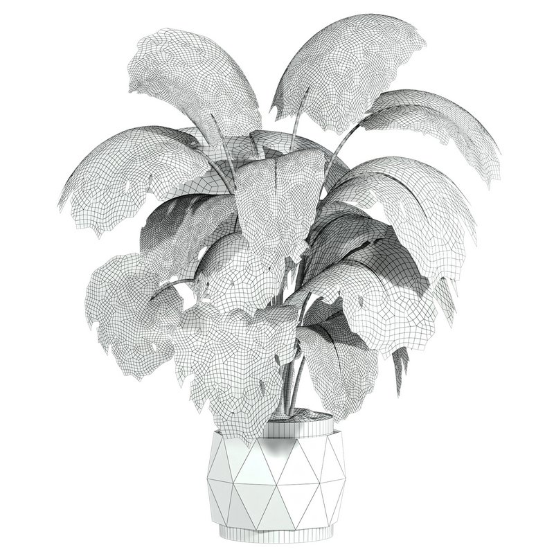 monstera - Image 2