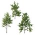 Ilex Mucronata Plant Mountain holly 04 -3 trees - Thumbnail 2