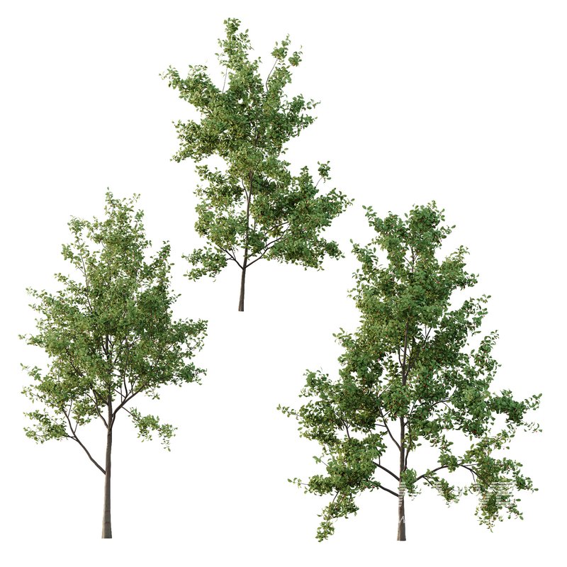 Ilex Mucronata Plant Mountain holly 04 -3 trees - Image 2