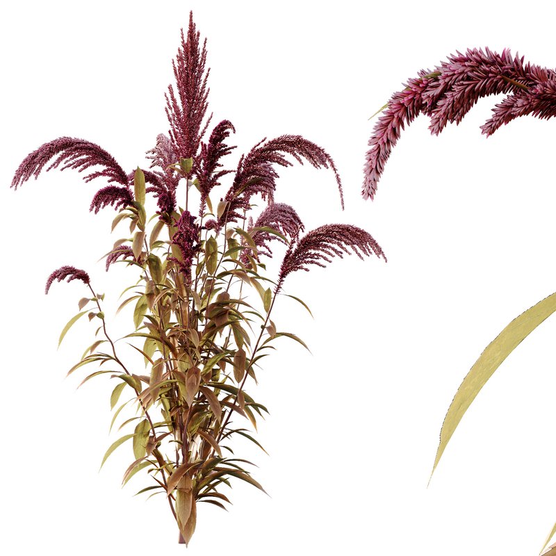 Set of Plant Princes Feather03 -Amaranthus hypochondriacus - Image 3