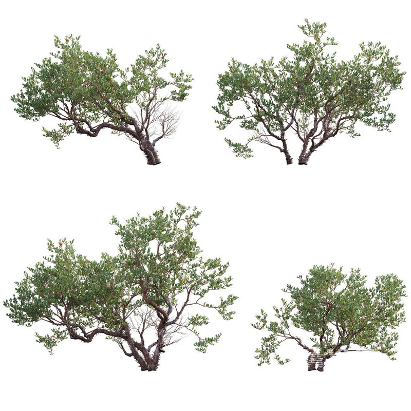 Arctostaphylos manzanita – Common Manzanita - Image 1