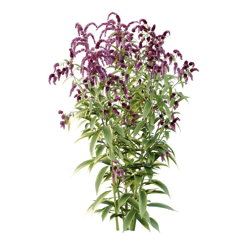 Set of Plant Princes Feather09 -Amaranthus hypochondriacus - Image 2