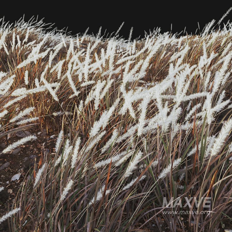 Imperata cylindrica – Cogon Grass 04 - Image 3