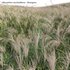 Miscanthus sacchariflorus – Silvergrass 01 - Thumbnail 2